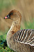 Resting Pink-footed Goose