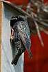 Common starling near the nestbox