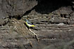Grey wagtail at nest