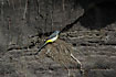 Grey Wagtail at nest
