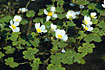 Foto af Storblomstret Vandranunkel (Ranunculus peltatus ssp. peltatus). Fotograf: 