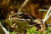 Photo ofMoor Frog (Rana arvalis). Photographer: 