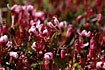 Flowering Cranberry