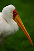 Yellow-billed Stork in captivity