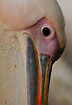 Photo ofPink-backed Pelican (Pelecanus rufescens). Photographer: 