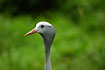 Photo ofBlue Crane (Anthopoides paradiseus). Photographer: 