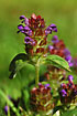 Foto af Almindelig Brunelle (Prunella vulgaris). Fotograf: 