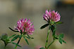 Photo ofRed Clover (Trifolium pratense). Photographer: 