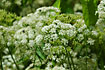 Photo ofCow-Parsley, Keck (Anthriscus sylvestris). Photographer: 