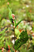 Photo ofLadys thumb (Polygonum persicaria). Photographer: 