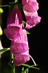 Photo ofFoxglove (Digitalis purpurea). Photographer: 