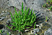 Photo ofCommon Glasswort (Salicornia europaea). Photographer: 