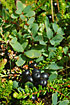 Photo ofCrowberry (Empetrum nigrum). Photographer: 