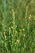 Grass-leaved Orache