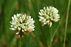 Foto af Hvidklver (Trifolium repens). Fotograf: 