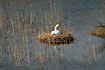 Nesting Mute Swan 