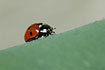 7-spot Ladybird