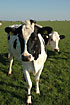 Photo ofDomestic Cow (Bos taurus). Photographer: 