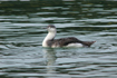Red-throated Diver in the wintertime
