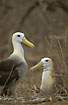 Foto af Galapagos Albatros (Diomedea irrorata). Fotograf: 