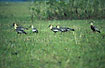 Flock of feeding birds on the pampas.
