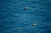 Flock of three flying towards the breedingground.