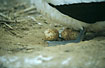Photo ofMasked Booby, Nazca Booby (Sula dactylatra granti, Sula granti). Photographer: 
