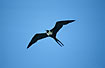 Foto af Amerikansk Fregatfugl (Fregata magnificens). Fotograf: 
