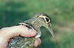 Photo ofPainted-Snipe (Rostratula benghalensis benghalensis). Photographer: 