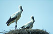Foto af Hvid Stork (Ciconia ciconia). Fotograf: 