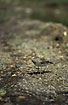 Photo ofPectoral Sandpiper (Calidris melanotos). Photographer: 