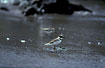 Photo ofSemipalmated Plover (Charadrius semipalmatus). Photographer: 