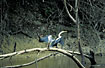 Photo ofAnhinga, American Darter (Anhinga anhinga anhinga). Photographer: 