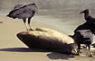Photo ofAmerican Black Vulture (Coragyps atratus). Photographer: 