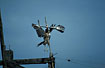 Photo ofDouble-toothed Kite (Harpagus bidentatus). Photographer: 