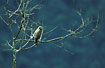 Photo ofRoadside Hawk (Buteo magnirostris). Photographer: 