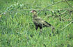 Photo ofCommon Caracara, Northern Crested-caracara (Polyborus plancus cheriway, Caracara cheriway). Photographer: 