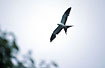 Photo ofSwallow-tailed Kite (Elanoides forficatus yetapa). Photographer: 