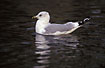 Common Gull adult non-breeding