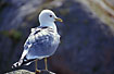 Audlt Common Gull.