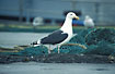 Adult Great Black-backed Gull on the harbour