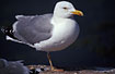 Adult Herring Gull on the breeding-ground.