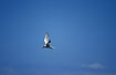 Photo ofRoyal Tern (Sterna maxima). Photographer: 