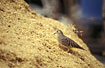 Ecuadorian Ground-dove female finds food in pile af waste from chicken farm.