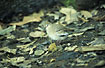 Picui Dove finds food on the forest floor.
