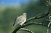 Photo ofEared Dove (Zenaida auriculata hypoleuca). Photographer: 
