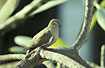Photo ofWhite-winged Dove (Zenaida asiatica meloda). Photographer: 