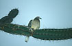 Photo ofWhite-tipped Dove (Leptotila verreauxi decolor). Photographer: 
