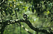 Photo ofOchre-bellied Dove (Leptotila ochraceiventris). Photographer: 