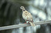Photo ofDomesticated dove (Streptopelia sp.). Photographer: 